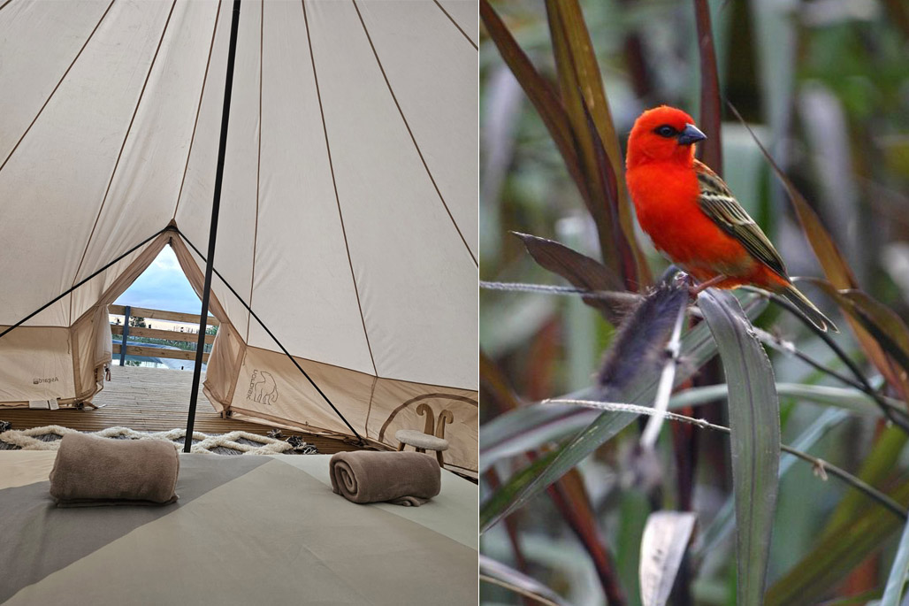 Photo  9 - Au Coeur des Plantations - Glamping - Dos d'âne