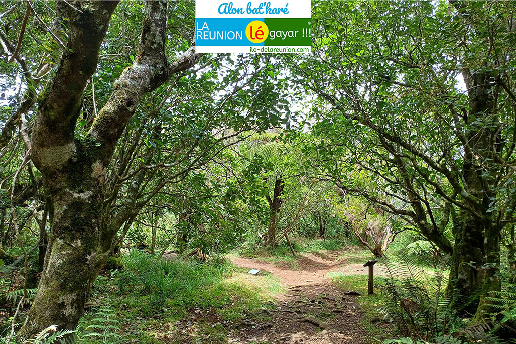 Photos Forêt Notre Dame de la Paix - Sentier botanique