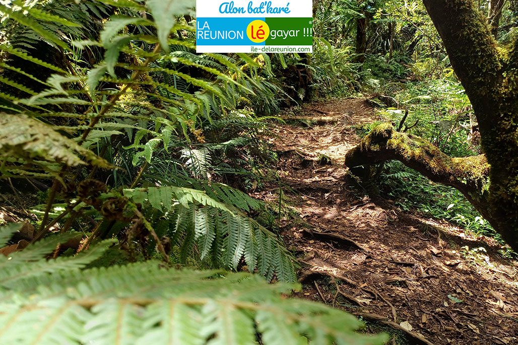 Photo 2 - Forêt Notre Dame de la Paix - Sentier botanique