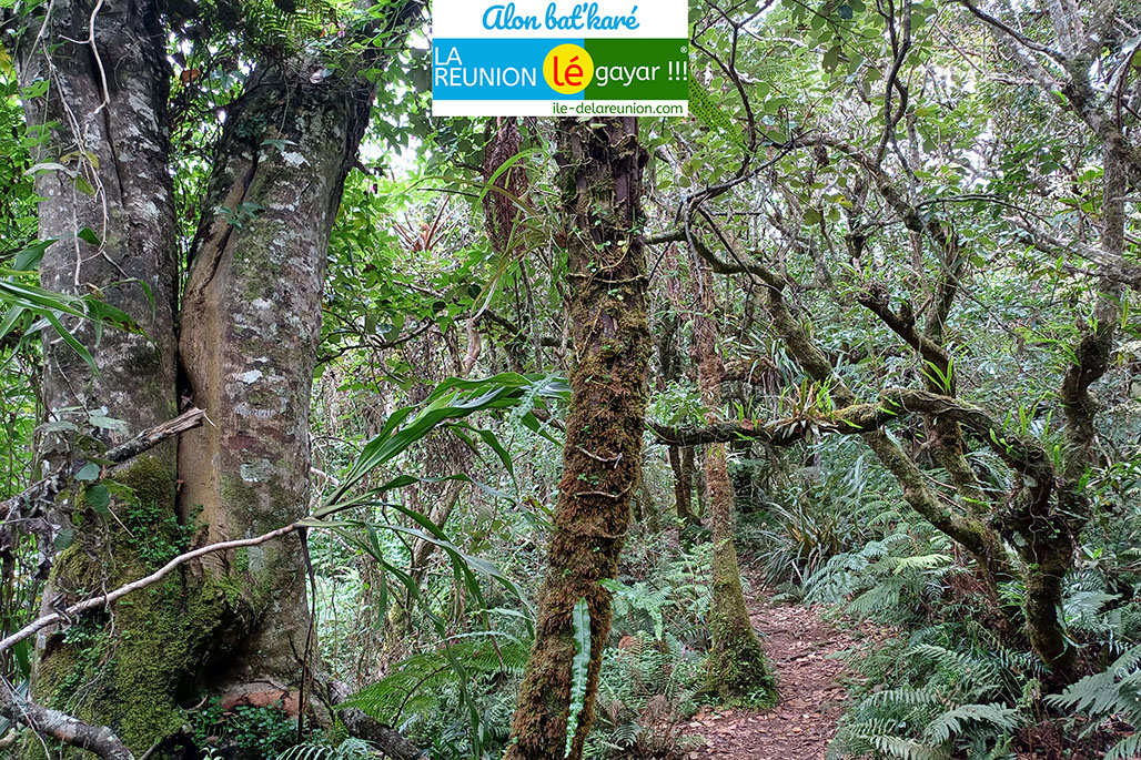 Photo 3 - Forêt Notre Dame de la Paix - Sentier botanique