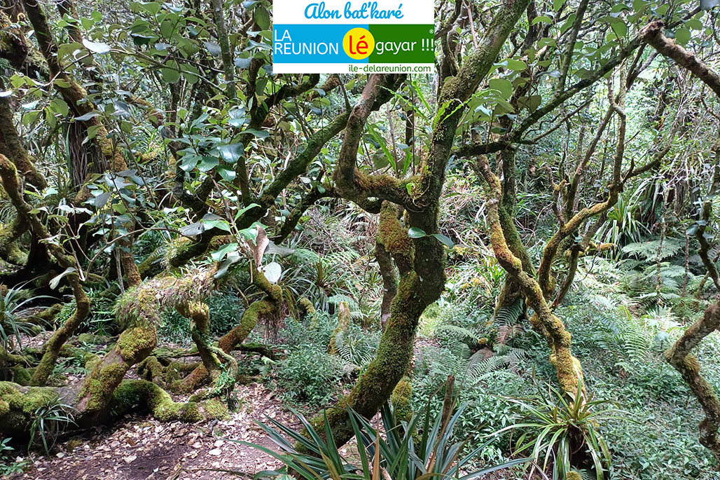 Photo 6 - Forêt Notre Dame de la Paix - Sentier botanique