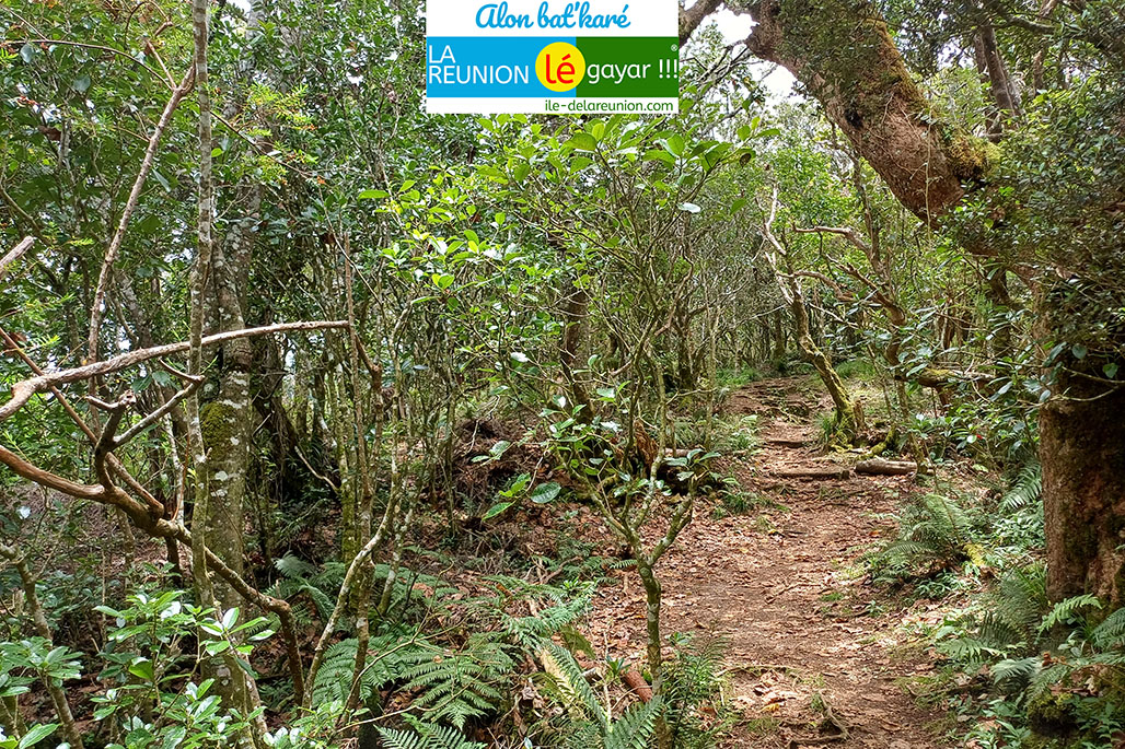 Photo 9 - Forêt Notre Dame de la Paix - Sentier botanique