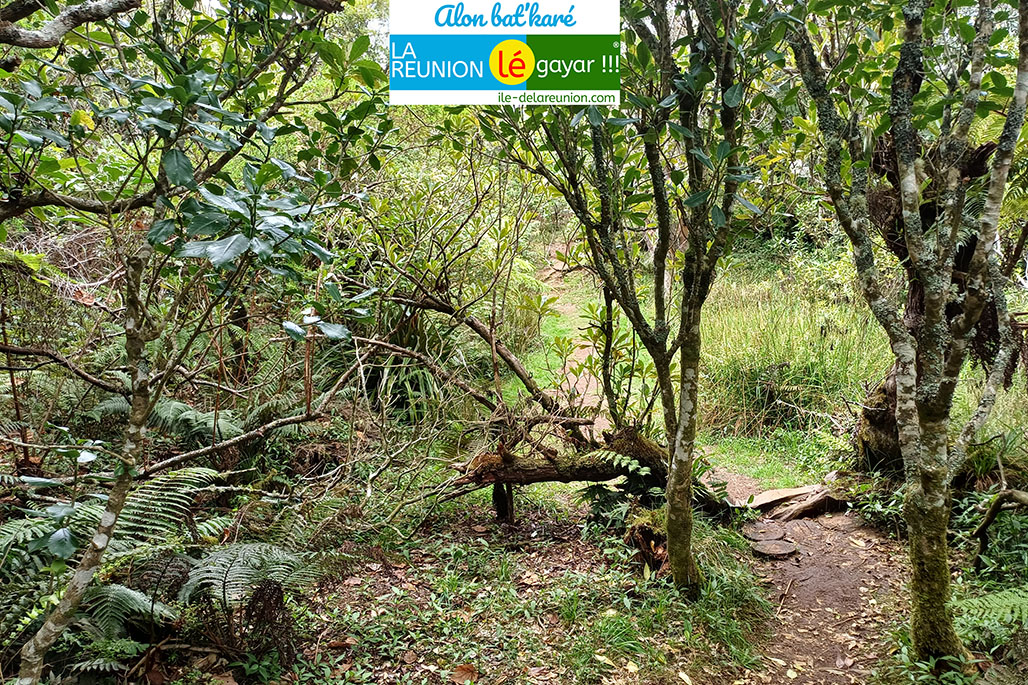 Photo 10 - Forêt Notre Dame de la Paix - Sentier botanique