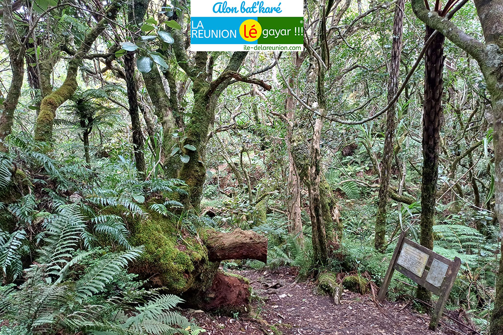 Photo 13 - Forêt Notre Dame de la Paix - Sentier botanique