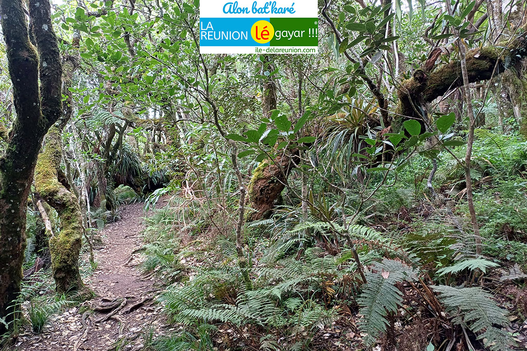 Photo 14 - Forêt Notre Dame de la Paix - Sentier botanique