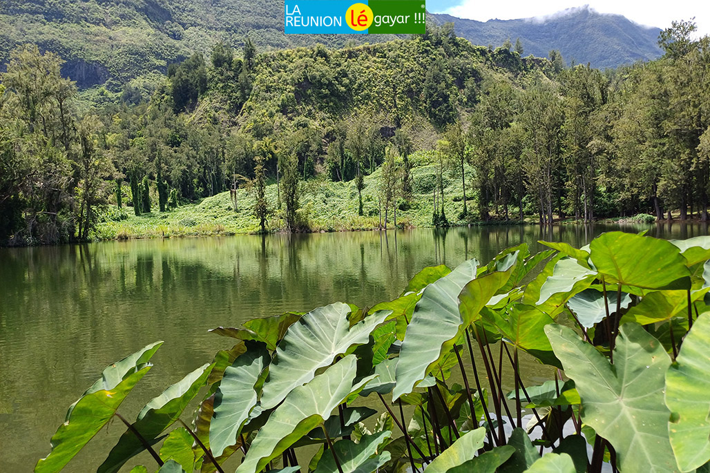 Photo 5 - La Mare à Poule d'eau
