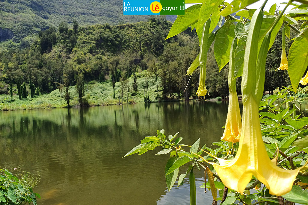 Photo 6 - La Mare à Poule d'eau