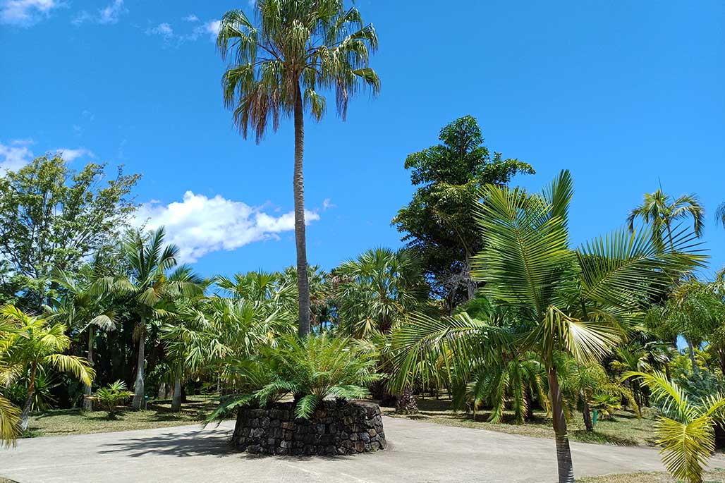 Photo 6 - Le Parc des Palmiers