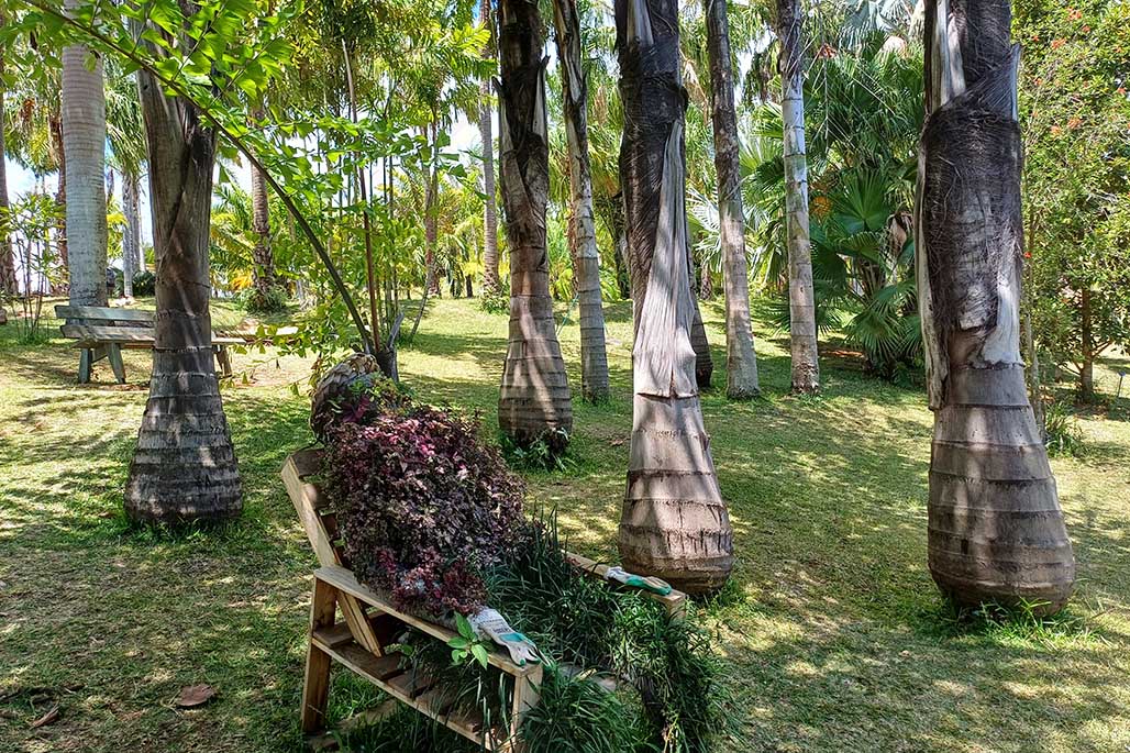 Photo 7 - Le Parc des Palmiers