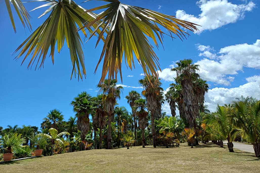 Photo 10 - Le Parc des Palmiers