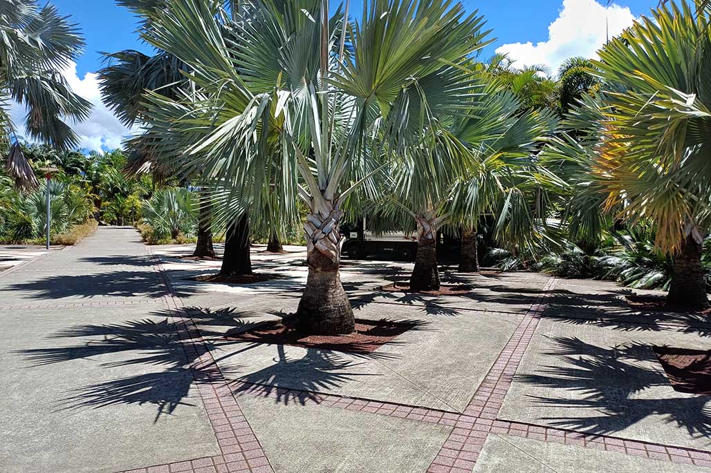 Photo 11 - Le Parc des Palmiers