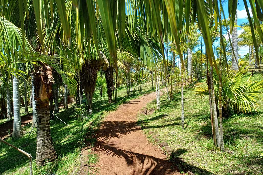 Photo 13 - Le Parc des Palmiers