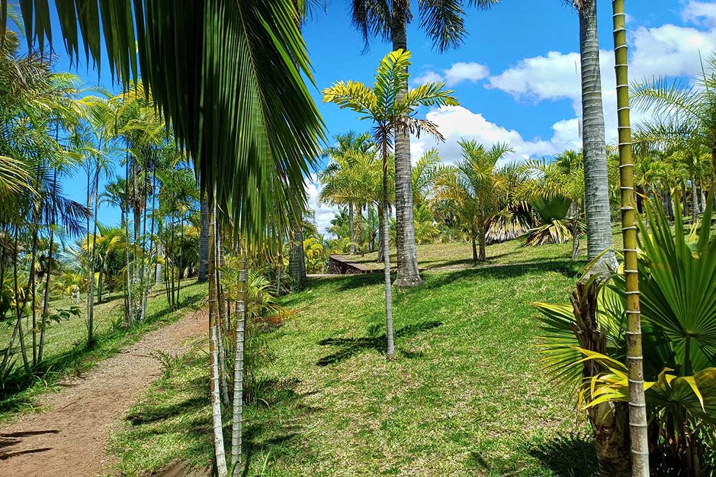 Photo 14 - Le Parc des Palmiers