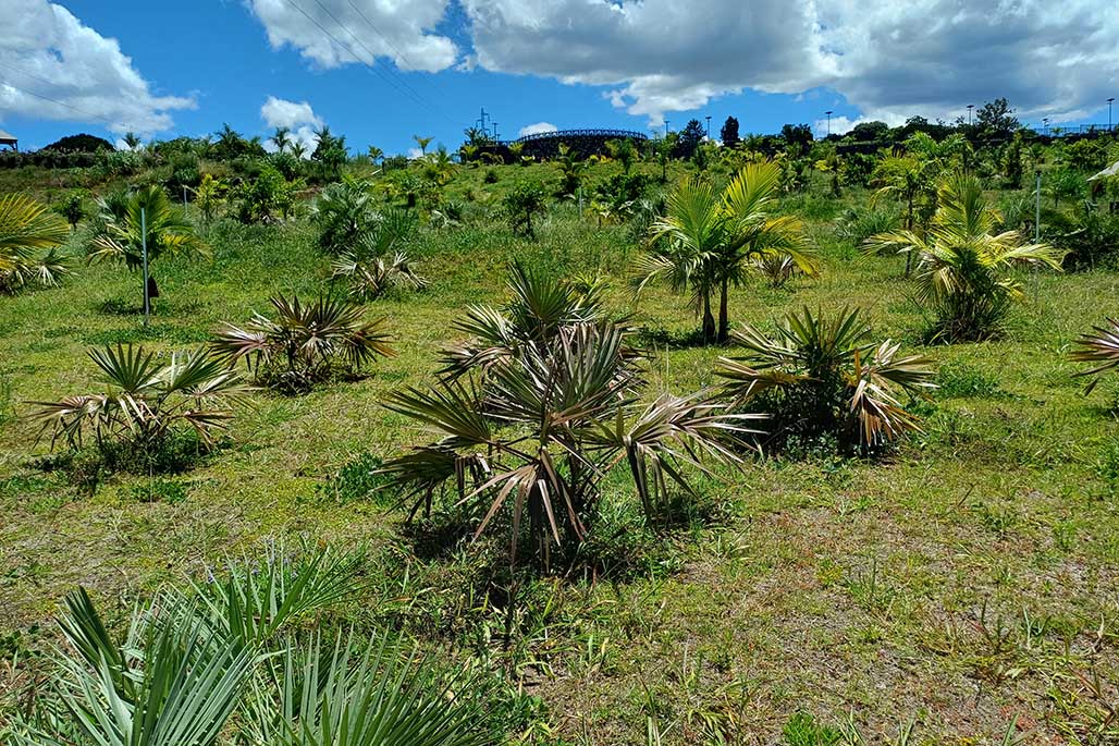 Photo 17 - Le Parc des Palmiers